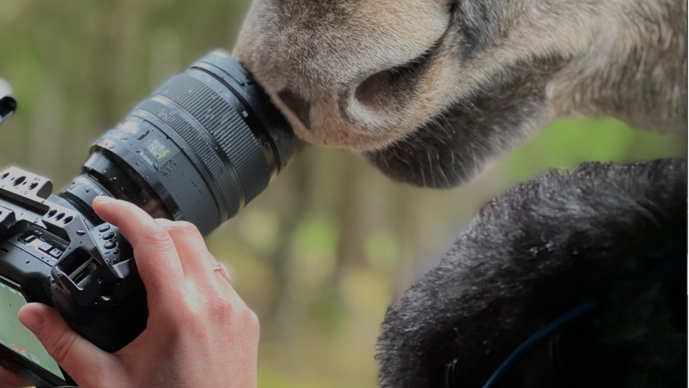 ‘Amoosed’ Director Tracked Her Creature for Years